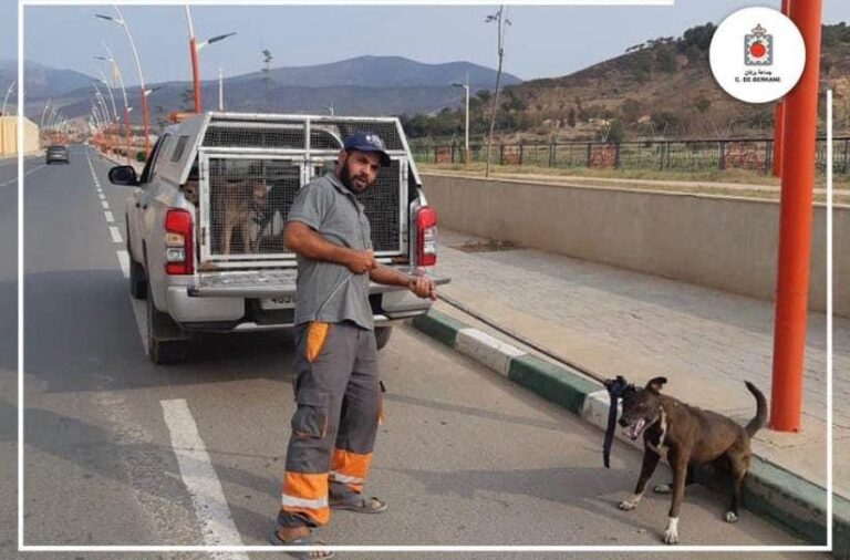 بركان .. جمعية تطالب بالتحقيق في اختفاء كلاب وقطط بعد