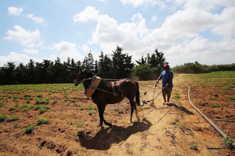 agricole-agriculture.jpg