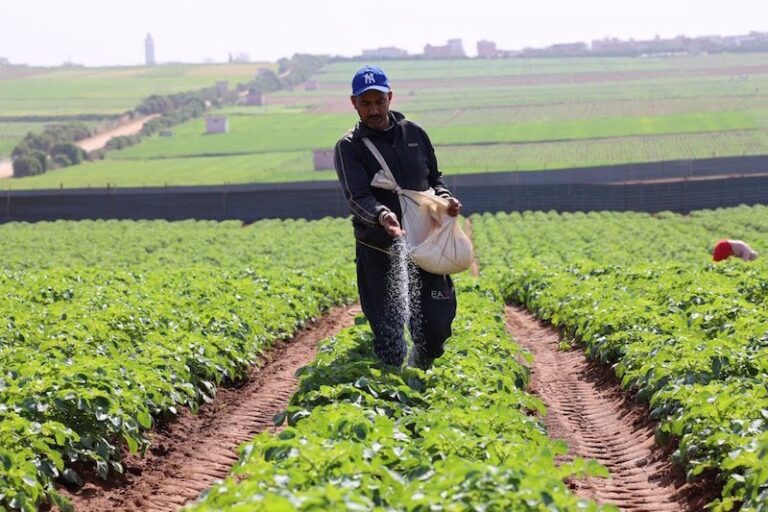 بارتفاع 6%.. قرابة نصف مليون فلاح مغربي يستفيدون من التغطية