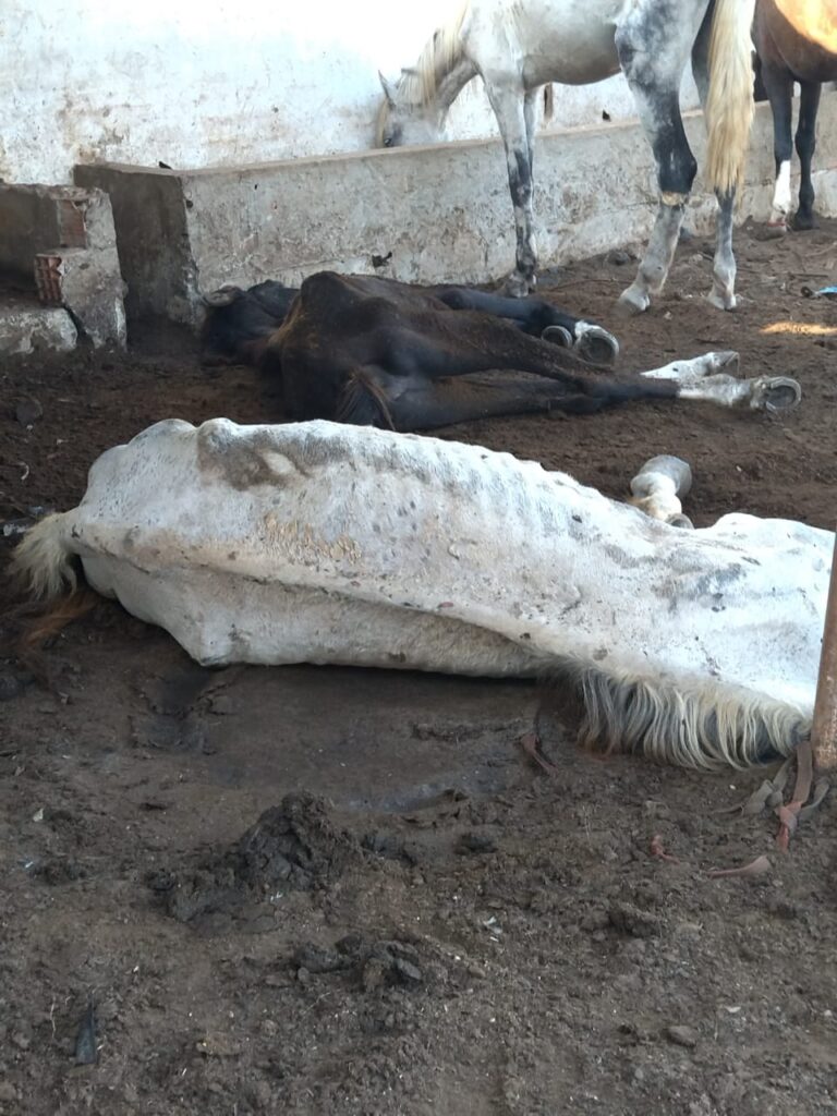 بسبب الجوع والبرد.. نفوق 158 حصانا بمحجز جماعي بإقليم القنيطرة