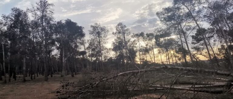 غابة المزامزة بسطات.. قطع وتطاول ومخلفات بناء (صور)