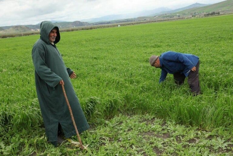 بعد تقرير مجلس المنافسة ..مطالب بدعم الفلاحين