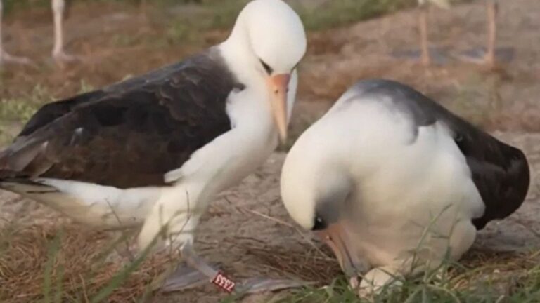 طائر مسن يفاجئ الجميع بوضع بيضة في عمر الـ74 عامًا