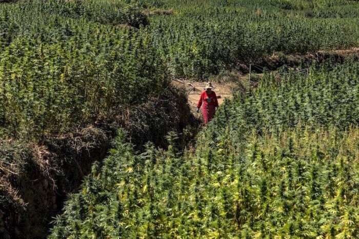 cannabis-maroc-copie.jpg