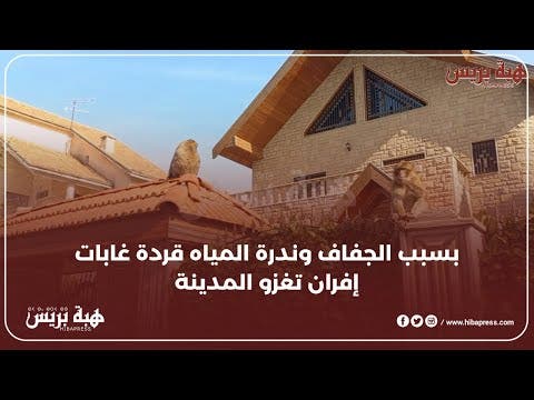 بسبب الجفاف و ندرة المياه قردة غابات افران تغزو المدينة