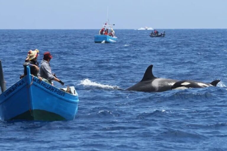 orca-peche-maroc.jpg